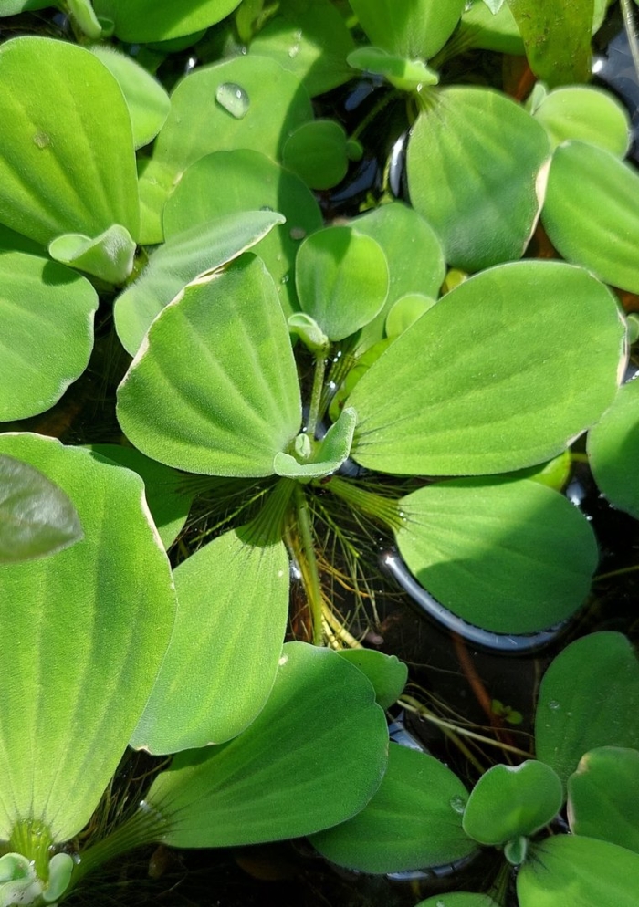 Пистия телорезовидная (водяной латук)