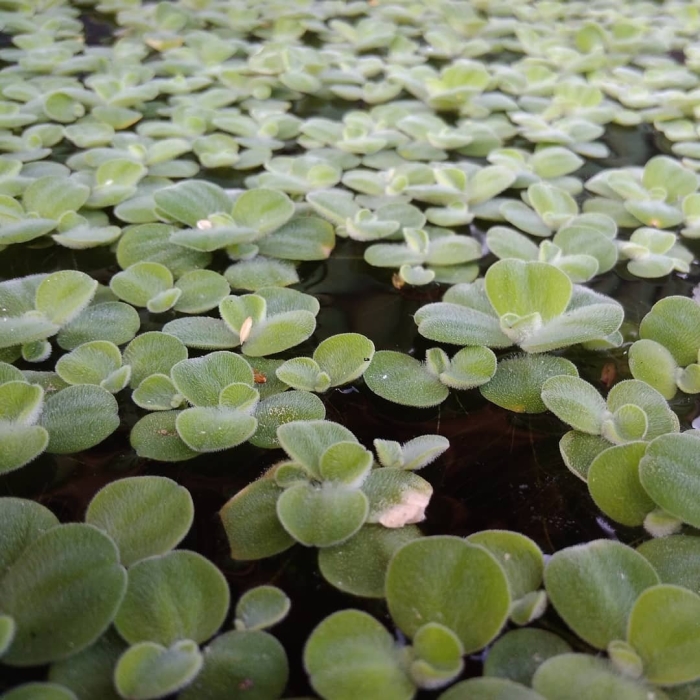 Плавающие аквариумные растения