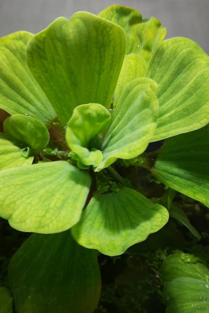 Водяная капуста пистия