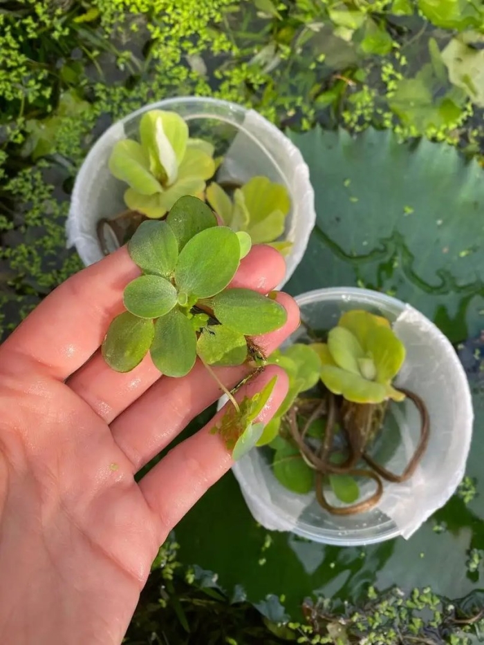 Пистия телорезовидная