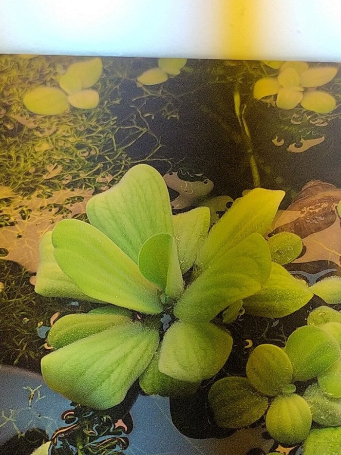 Пистия аквариумное растение