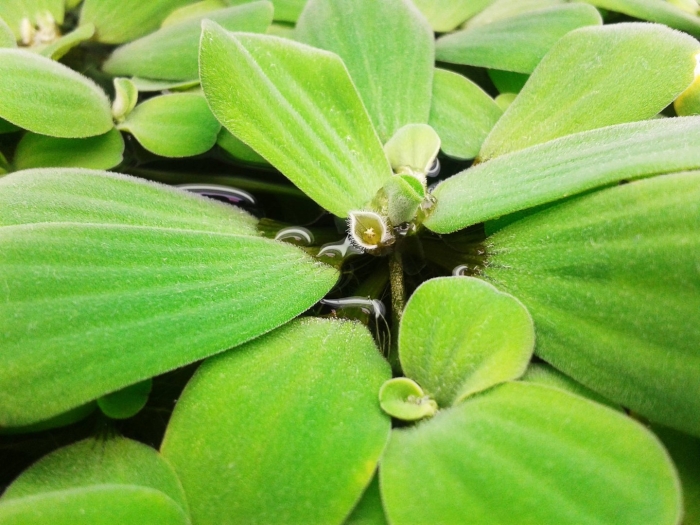 Пистия телорезовидная (водяной латук)