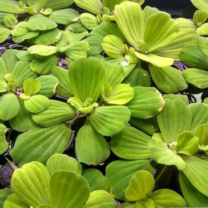 Водяная капуста пистия