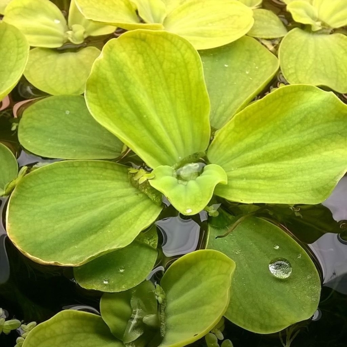 Пистия аквариумное