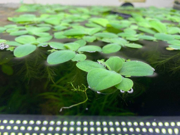 Плавающие растения в аквариуме