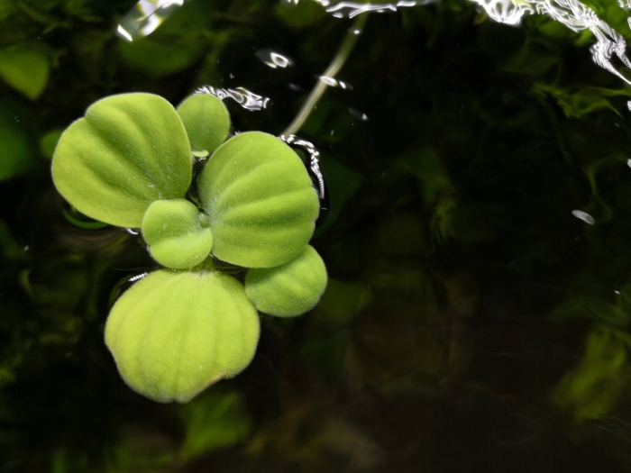 Пистия аквариумное растение