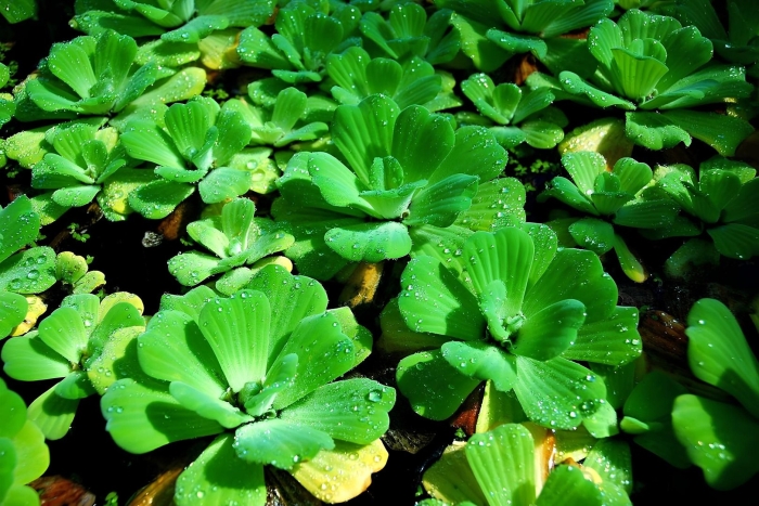 Пистия аквариумное