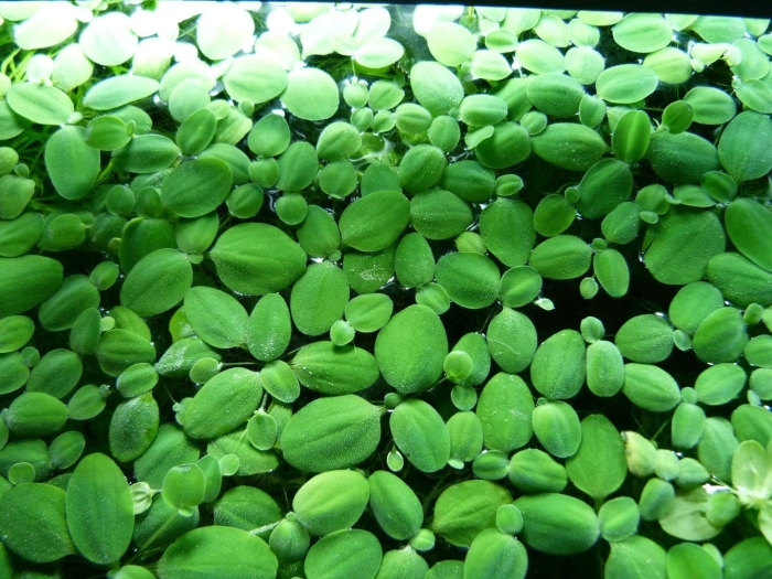 Ряска и пистия