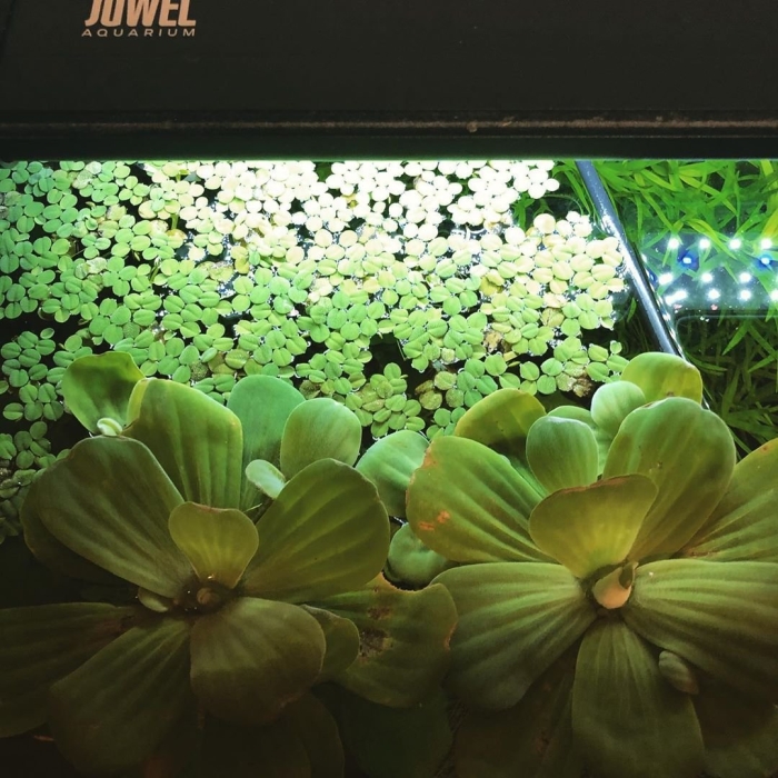 Пистия для аквариума уход содержание