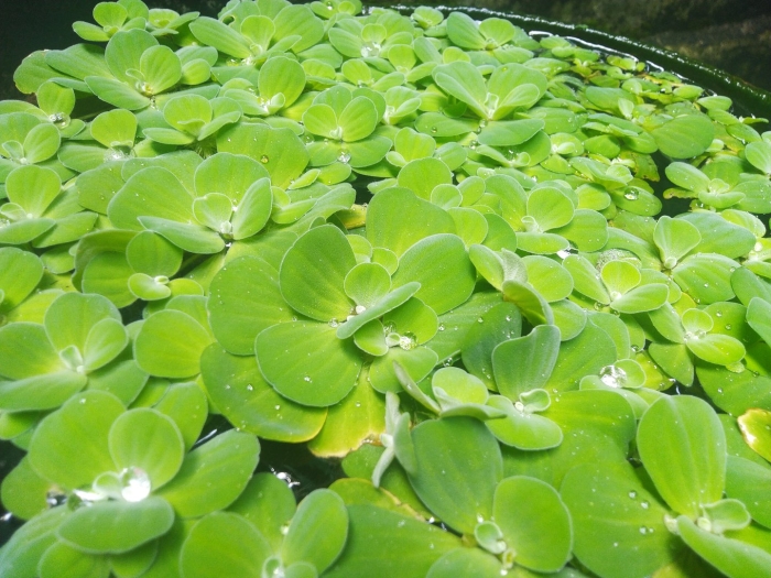 Плавающие растения