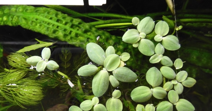 Пистия аквариумное растение