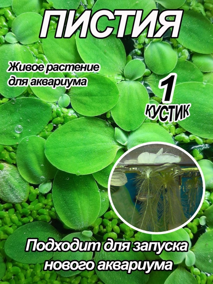 Ряска аквариумное растение