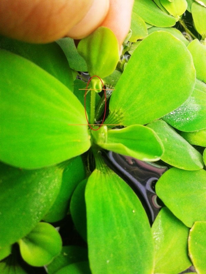 Аквариумное растение