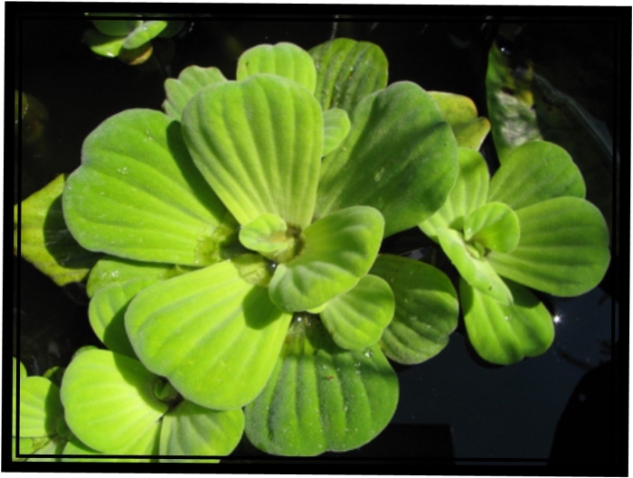Pistia stratiotes