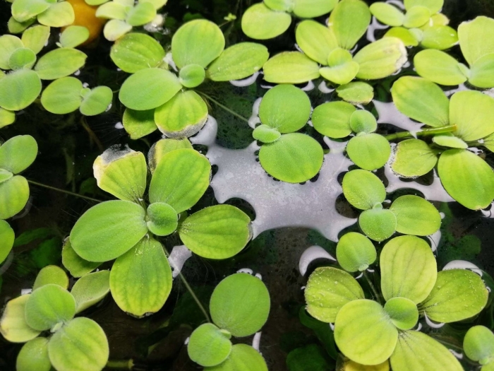 Пистия в аквариуме