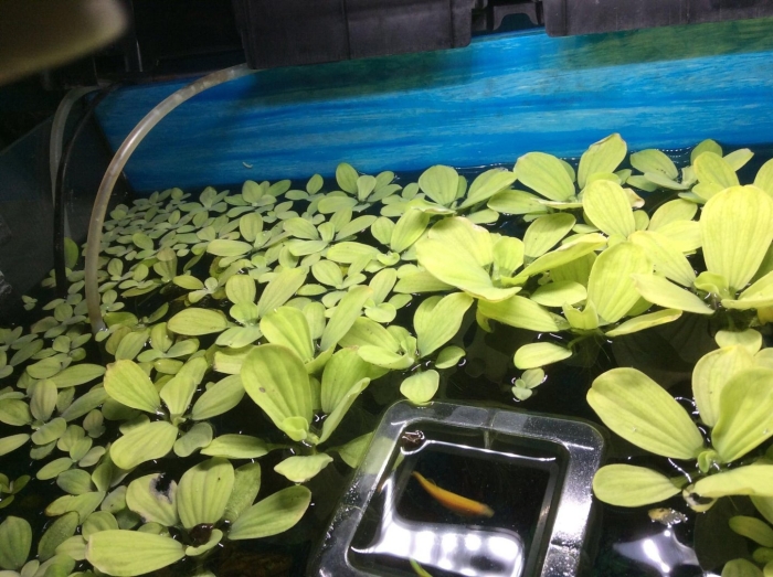 Аквариумное растение плавающее