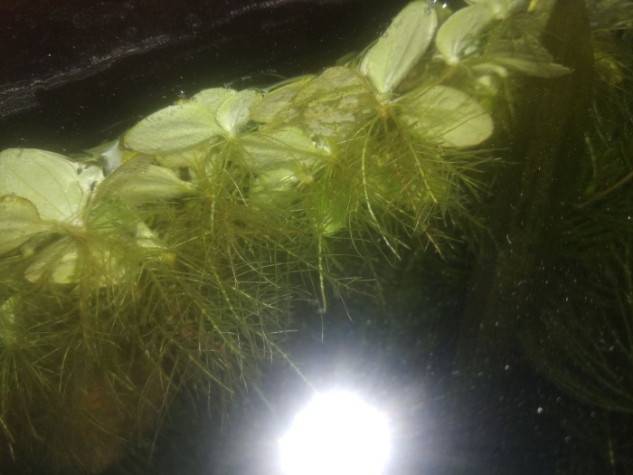 Аквариумные водоросли пистия