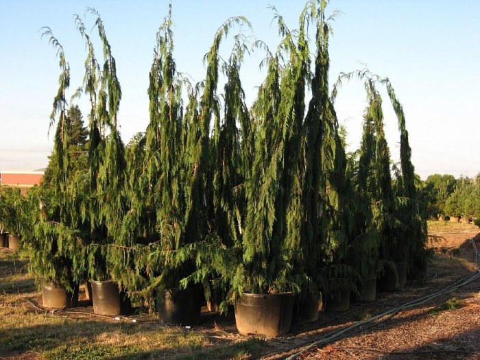 Кипарисовик нутканский грин эрроу