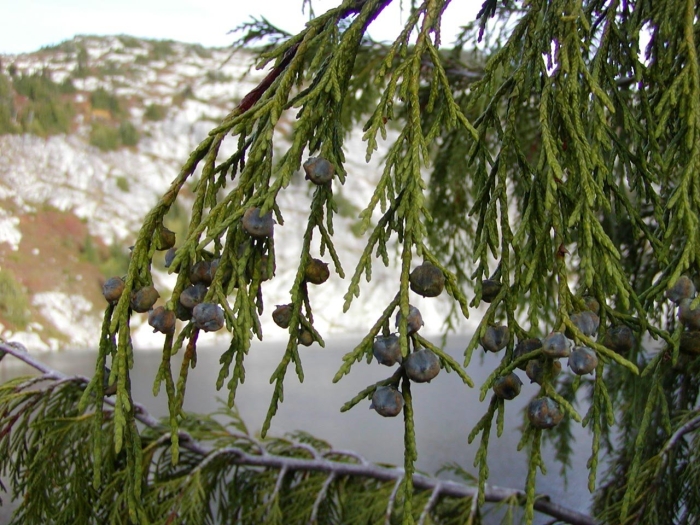 Cupressus nootkatensis