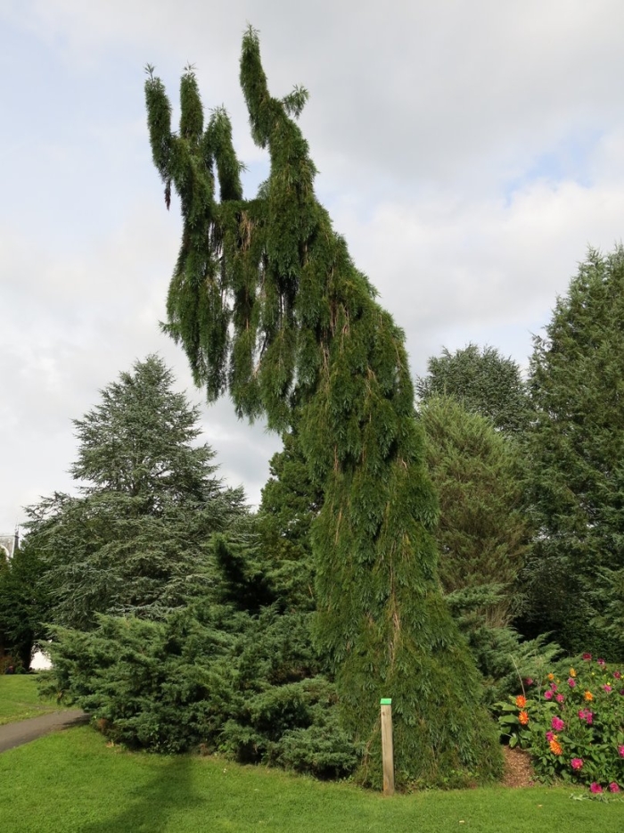 Кипарис нутканский пендула