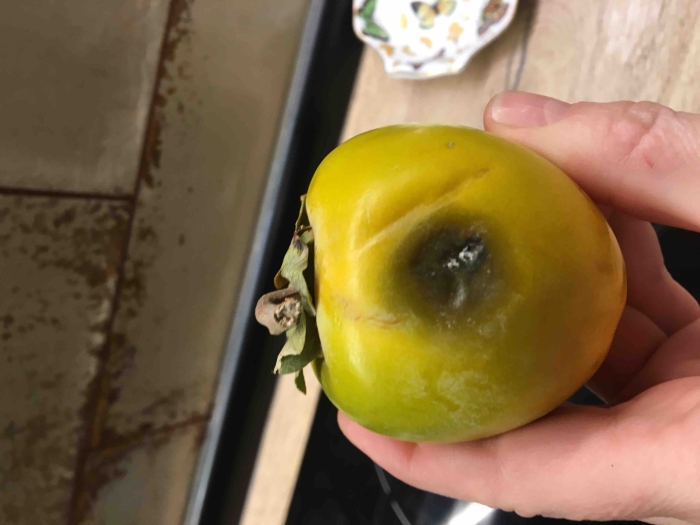 Вершинная гниль томата