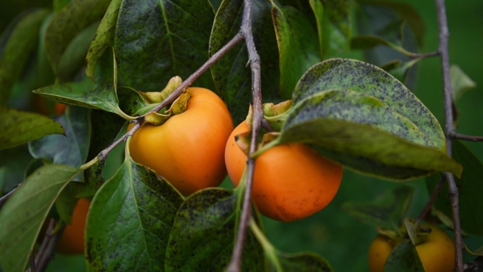 Хурма сочинская