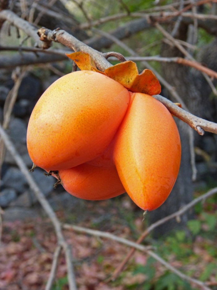 Королек фрукт дерево