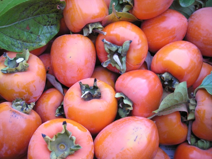 Растение хурма