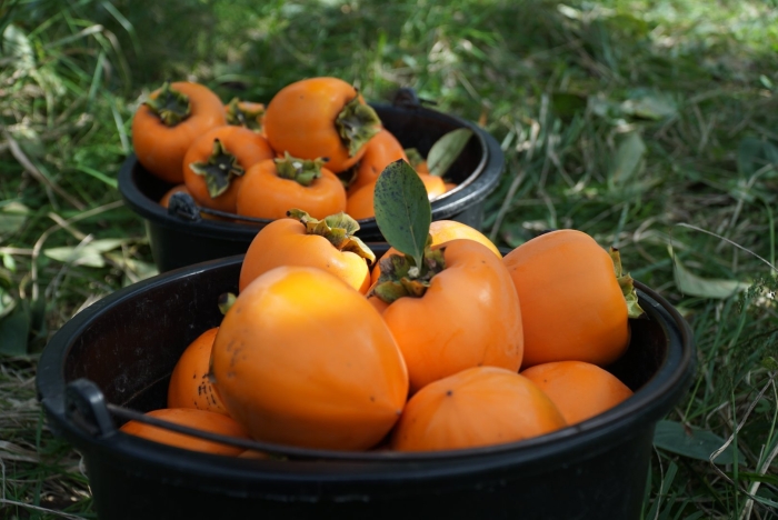 Хурма сорт шишбурун