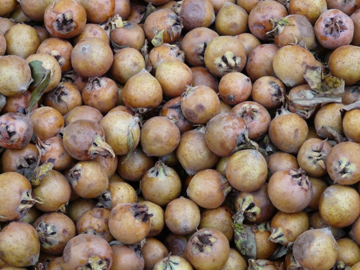 Мушмула германская