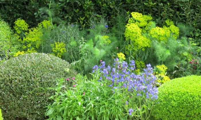 Лекарственные растения в саду