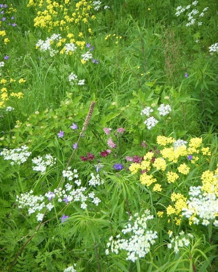 Трава луговая