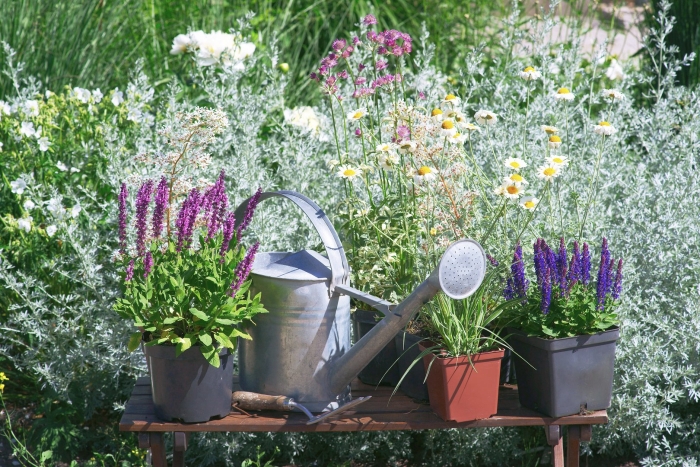 Лекарственные растения на грядке