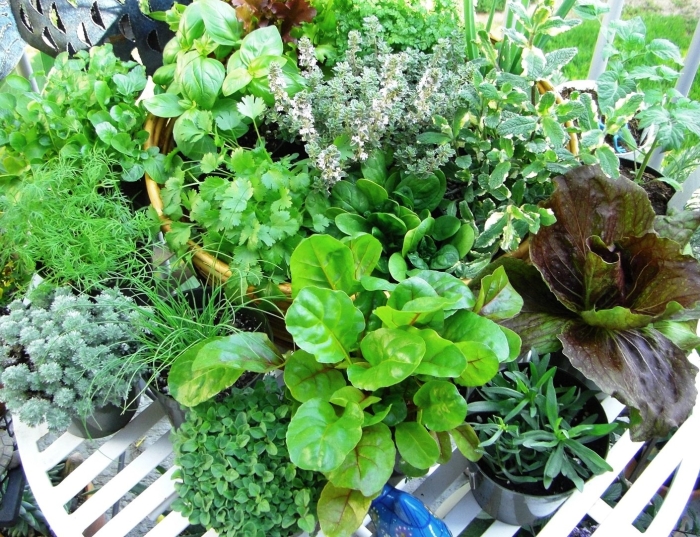 Керминзюк пряная трава