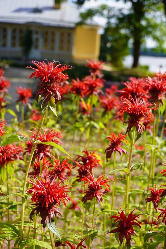 Монарда кардинал