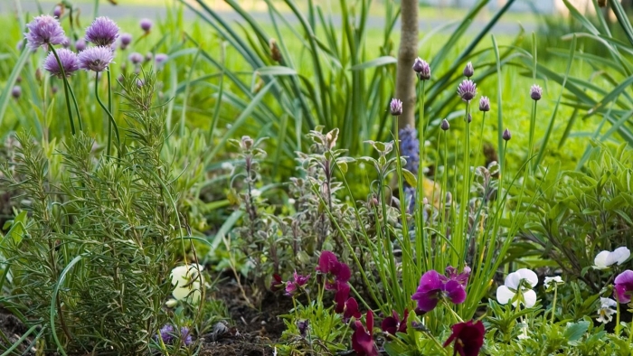 Душистая трава