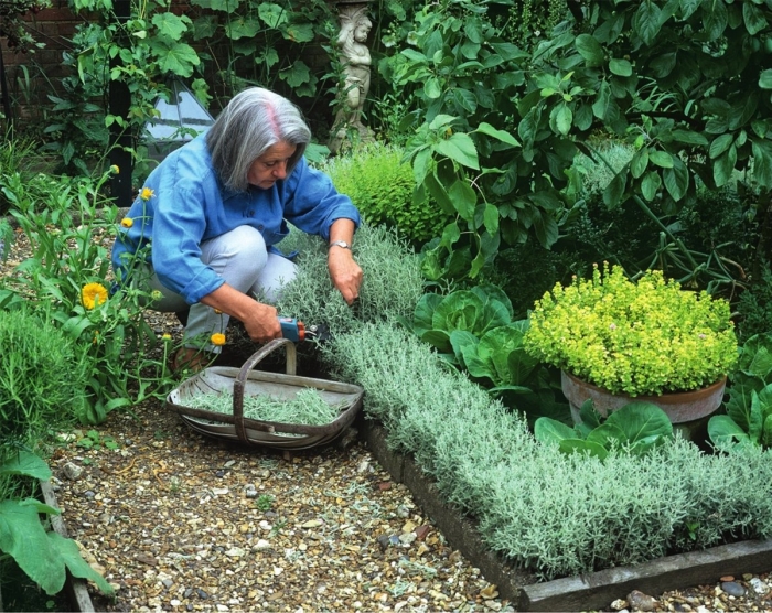 Грядка с пряными травами