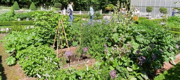 Сад лекарственных трав в аптекарском огороде
