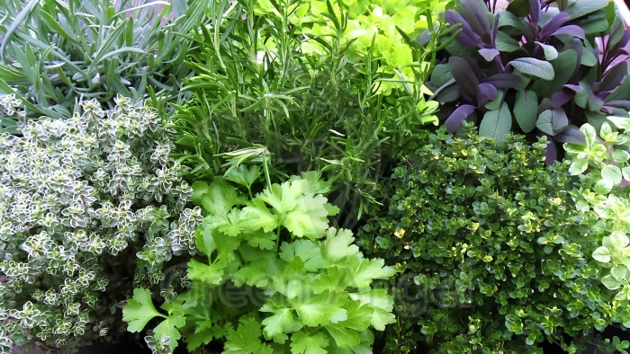 Петрушка укроп базилик мелисса эстрагон