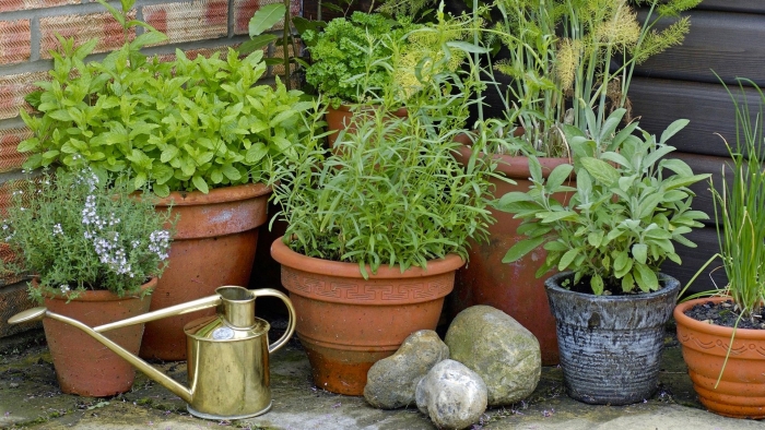 Herbs in pots