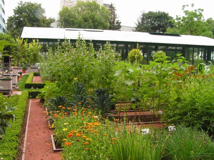 Лекарственные грядки аптекарский огород