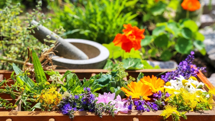 Пряно ароматический цветник