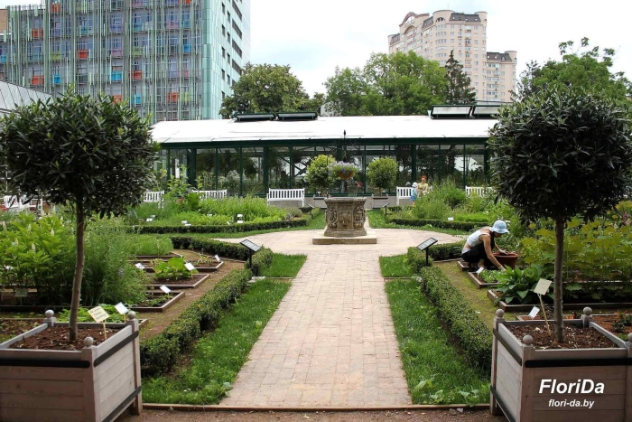 Москва ботанический сад мгу аптекарский огород