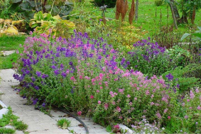 Миксбордер шалфей