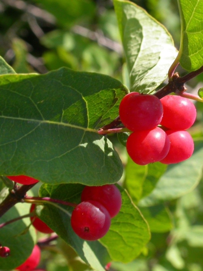 Жимолость татарская ягоды