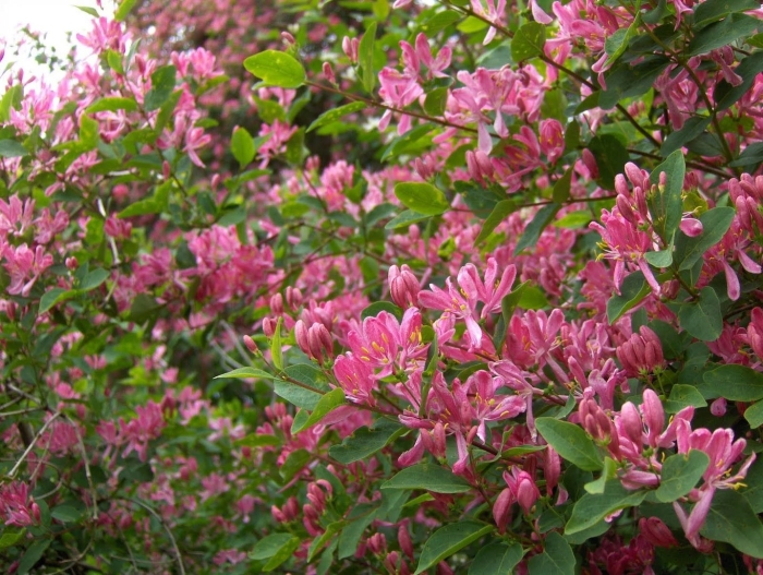 Жимолость каприфоль куст