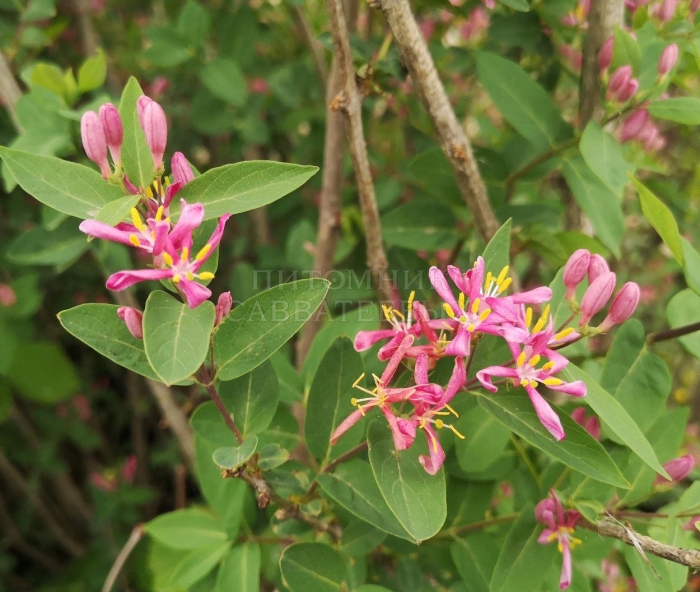 Жимолость татарская арнольд ред