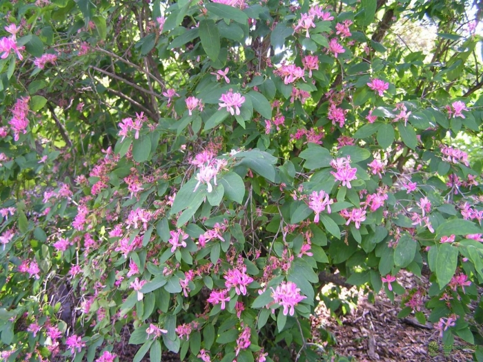 Жимолость татарская rosea