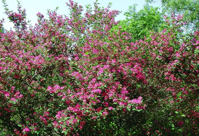 Жимолость татарская арнольд ред