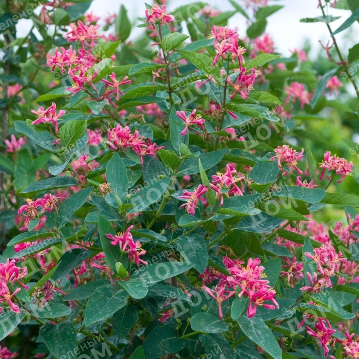 Жимолость татарская арнольд ред